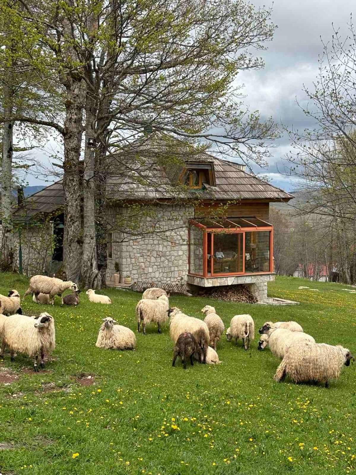 Green Forest Zabljak  Exterior photo
